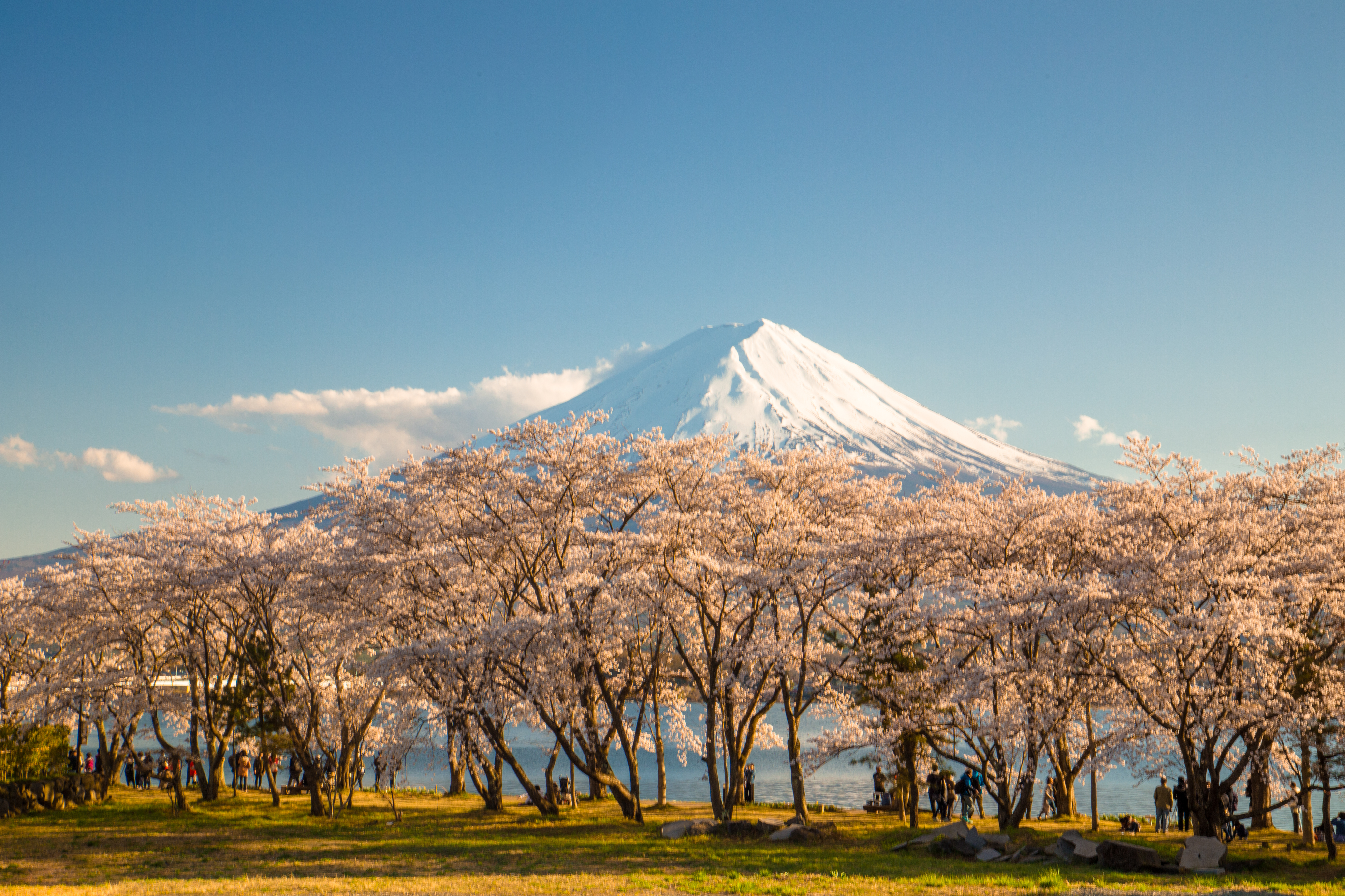 富士・河口湖さくら祭り